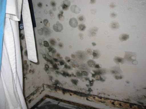 Mold Is A Serious Health Concern In Today's World