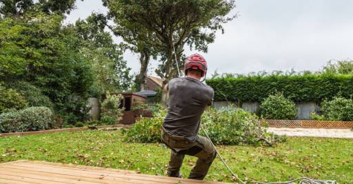 Tree Services: Why an Arborist is Best