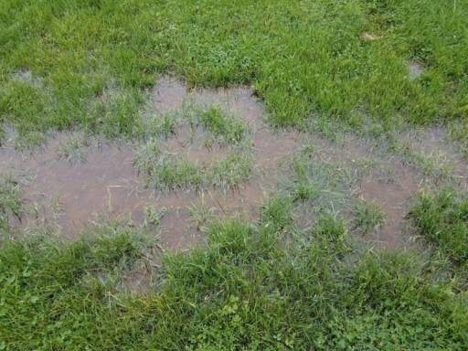 Is Your Yard Flooding? Here's How to Fix It!