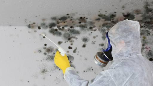 Unveiling the Signs of Mold Infestation: A Guide to Mold Remediation