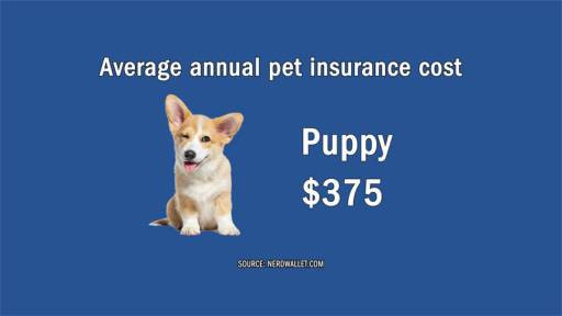 Ask Dale: Is Pet Insurance Worth the Money?