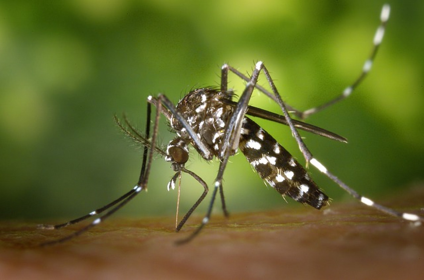 Who Dale Trusts For Pest Control In Atlanta