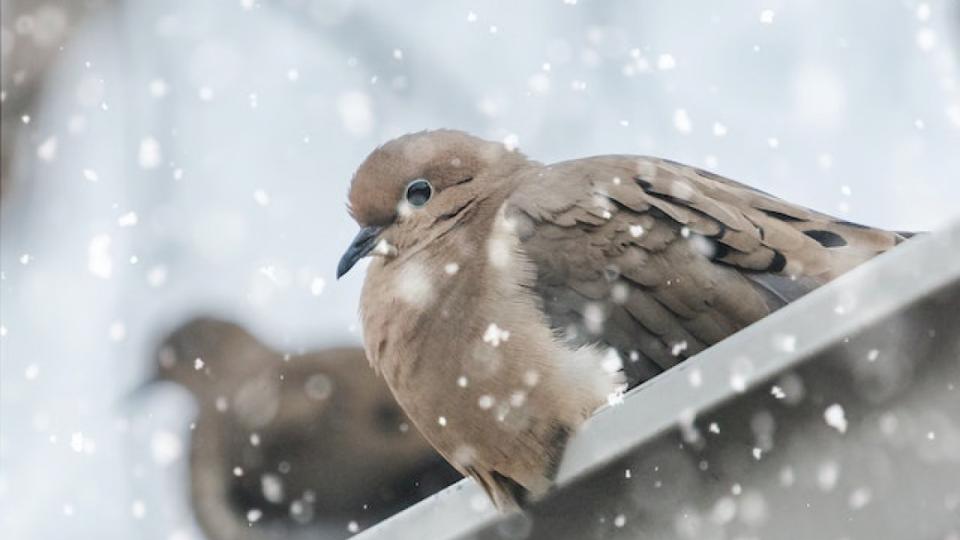 Don't Let Winter Storms Overwhelm Your Gutters