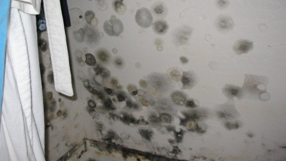 Mold Is A Serious Health Concern In Today's World