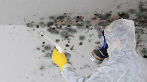 Unveiling the Signs of Mold Infestation: A Guide to Mold Remediation