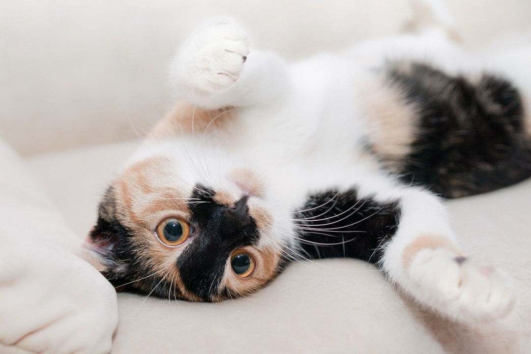 The Best Way to Clean Carpets and Upholstery When You Have Pets