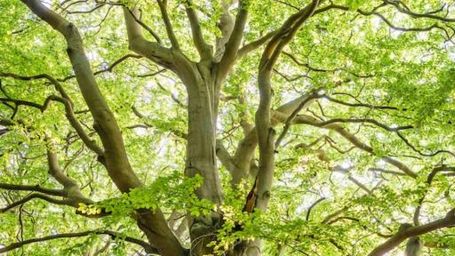 What to Do When a Sick, Dead, or Damaged Tree Threatens Your Home