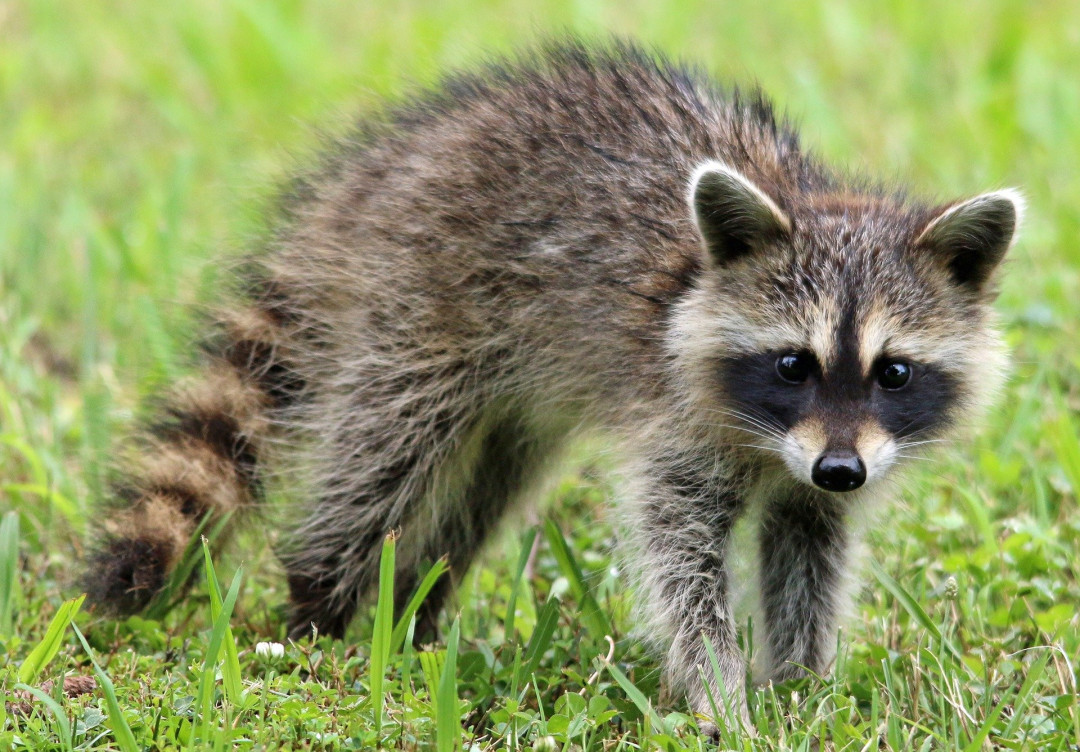 Stay Safe! Why Wildlife Removal Is Not DIY