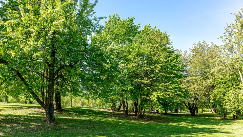 When Is It Necessary to Call A Tree Trimming Professional?