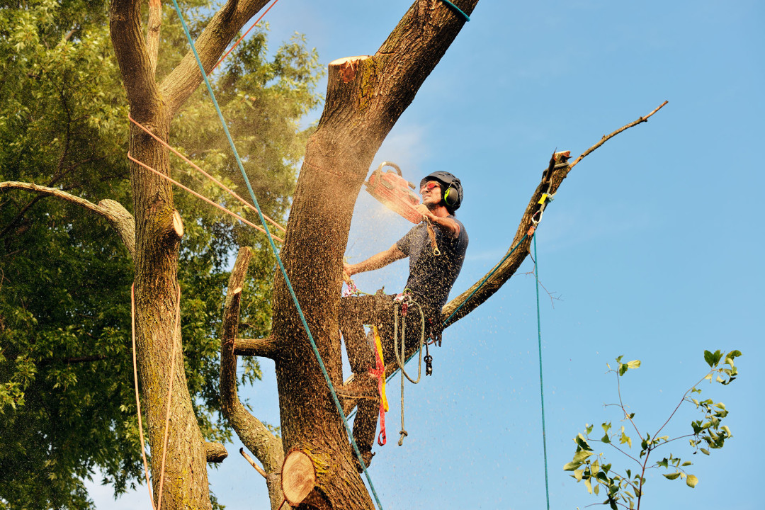 Is It Time to Remove a Dead or Dying Tree?