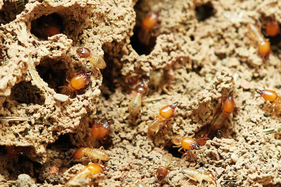 Spring is Termite Season: Here's What You Need to Know