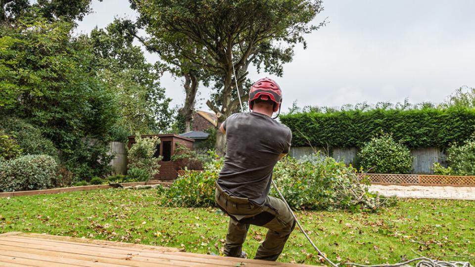 Tree Services: Why an Arborist is Best