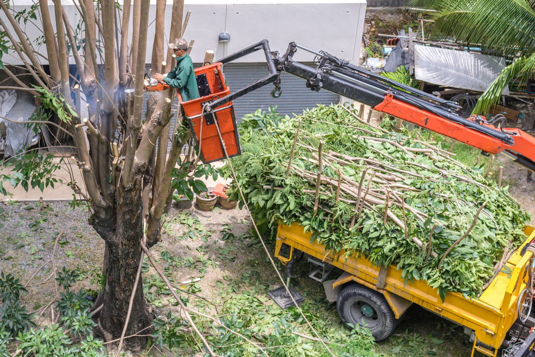 Don't Let a Dangerous Tree Threaten Your Home