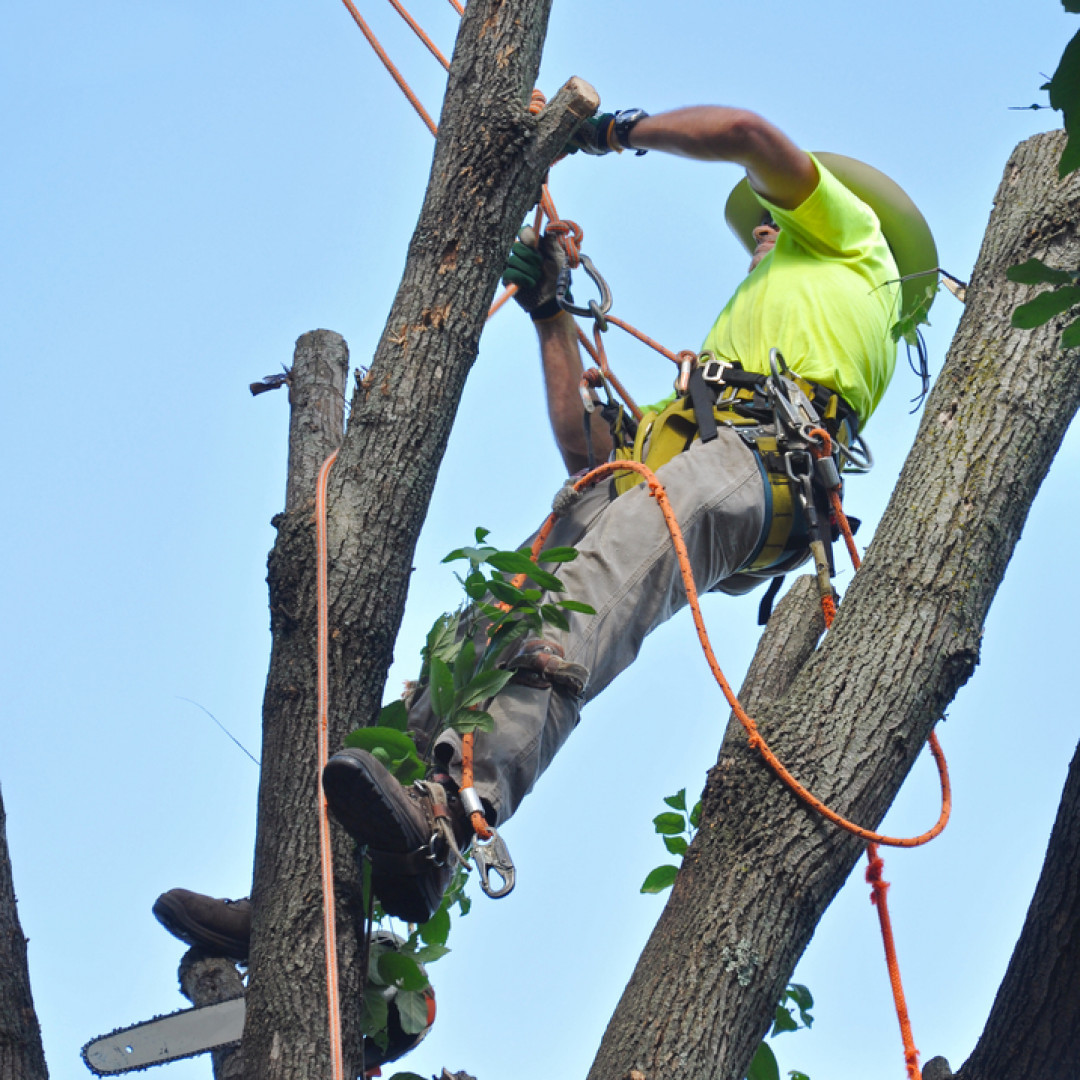 Do you need an arborist or a tree removal service?