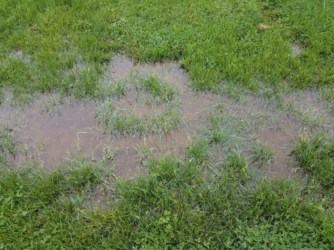 Is Your Yard Flooding? Here's How to Fix It!