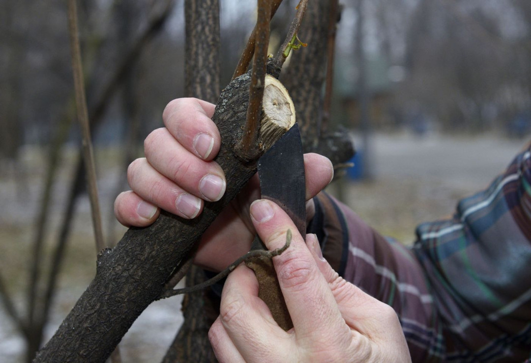 How to Deal with Sick and Dying Trees This Fall