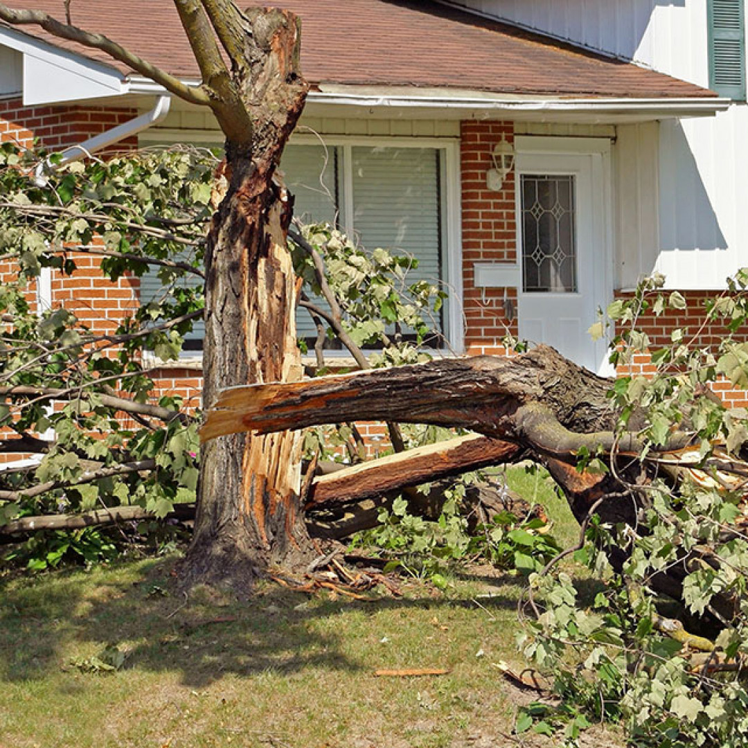 Tree Trimming and Dead Tree Removal Can Save Your Home