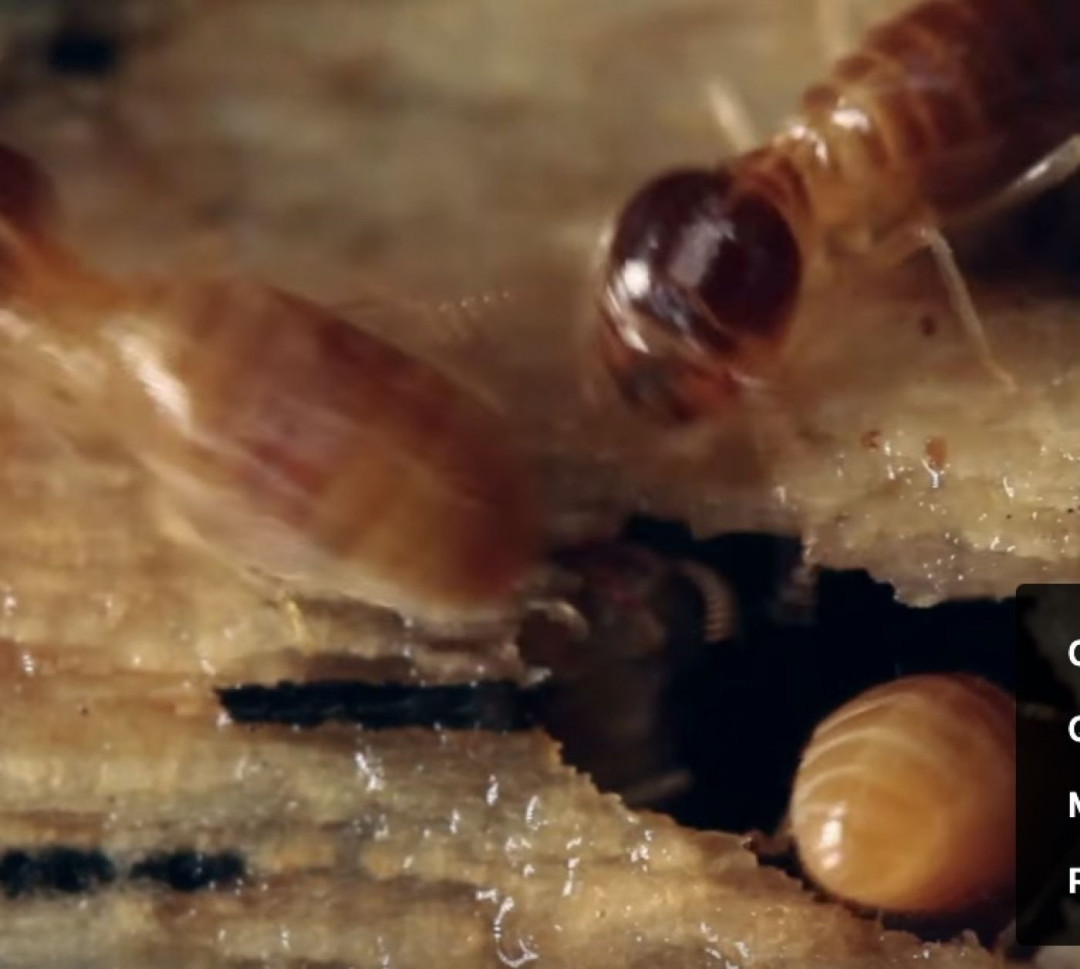 Time to Check Your Termite Bond