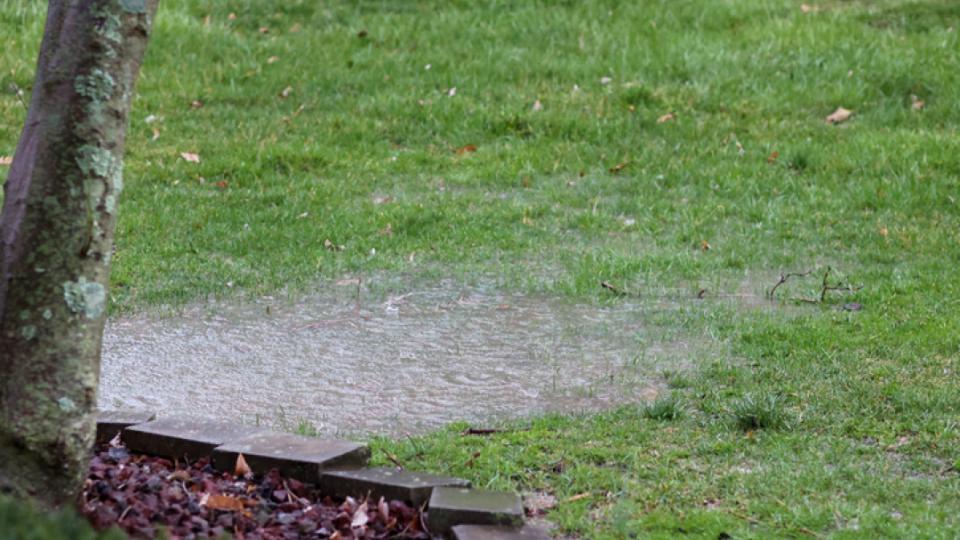 What to do about that standing water in your yard?