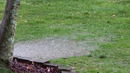 What to do about that standing water in your yard?