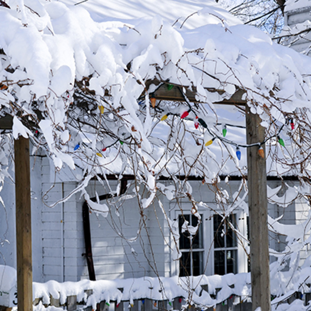 Colder Weather Means More Pests Looking for Warm Indoor Homes