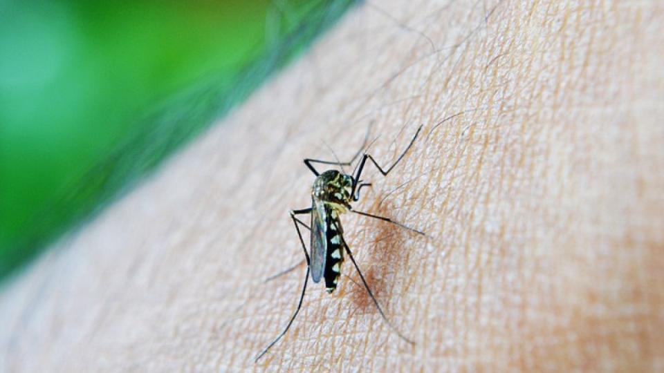 Would You Believe It's Already Time To Start Planning For Mosquito Control?