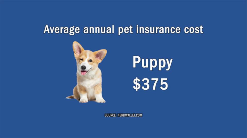 Ask Dale: Is Pet Insurance Worth the Money?