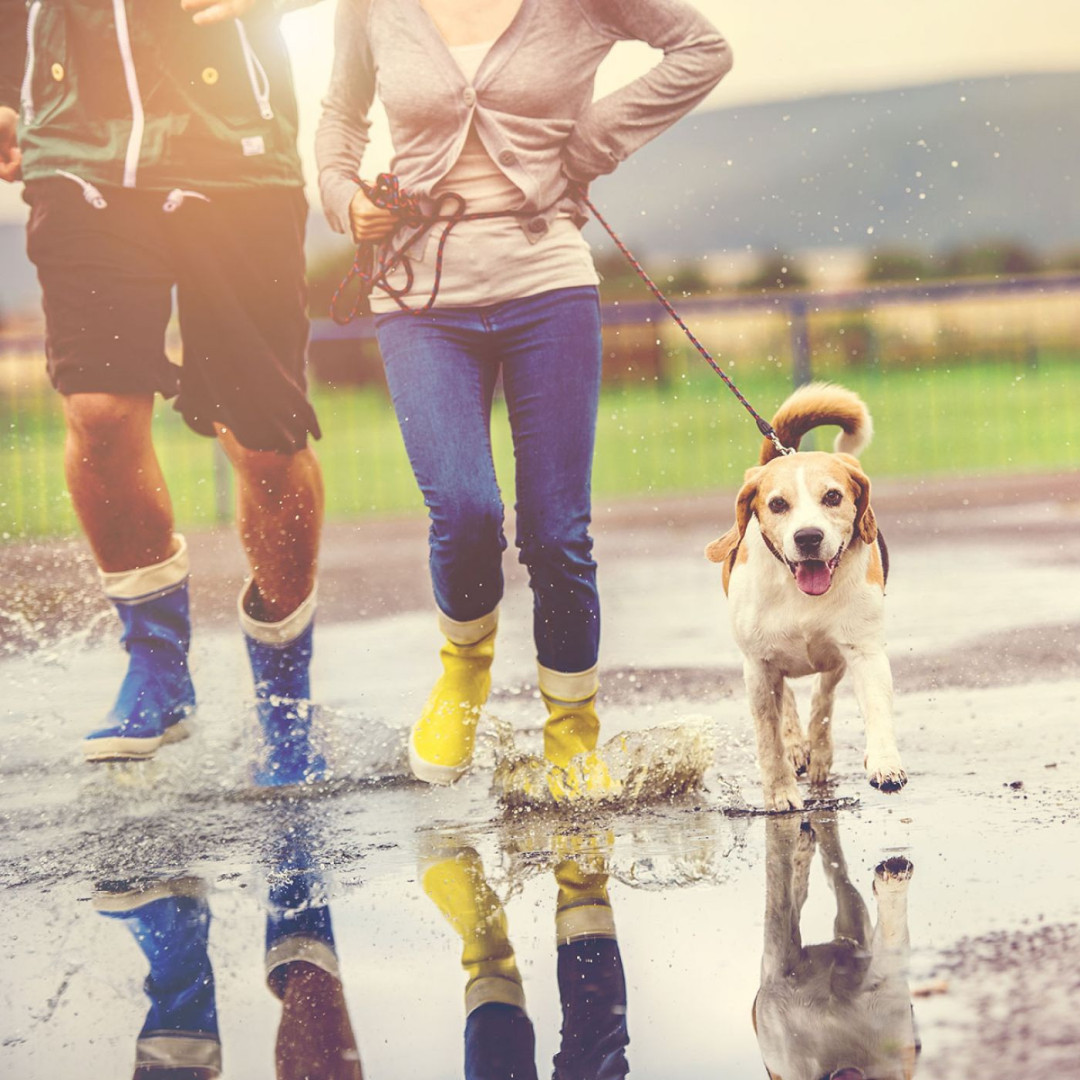 Tips for Walking Your Dog in the Rain