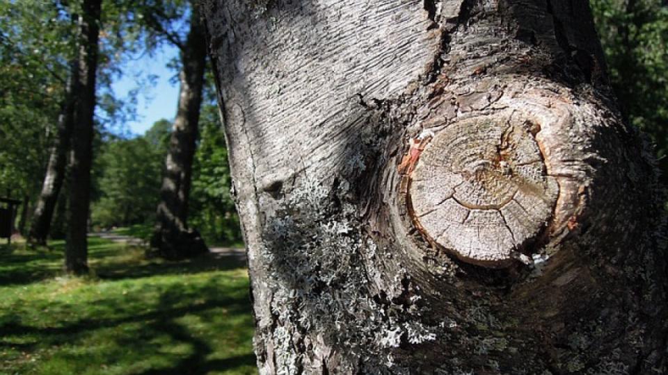 Safe and Reliable Tree Removal Services in Atlanta