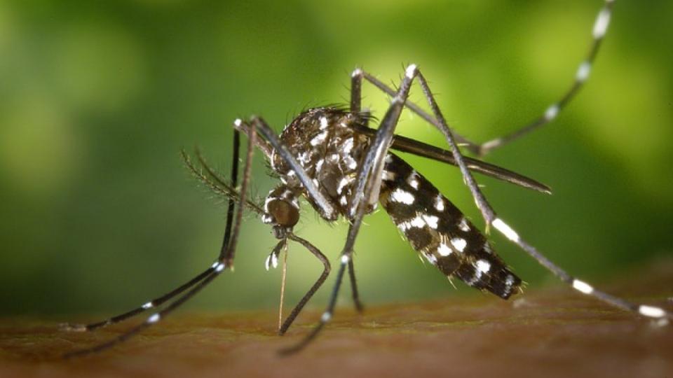 Who Dale Trusts For Pest Control In Atlanta