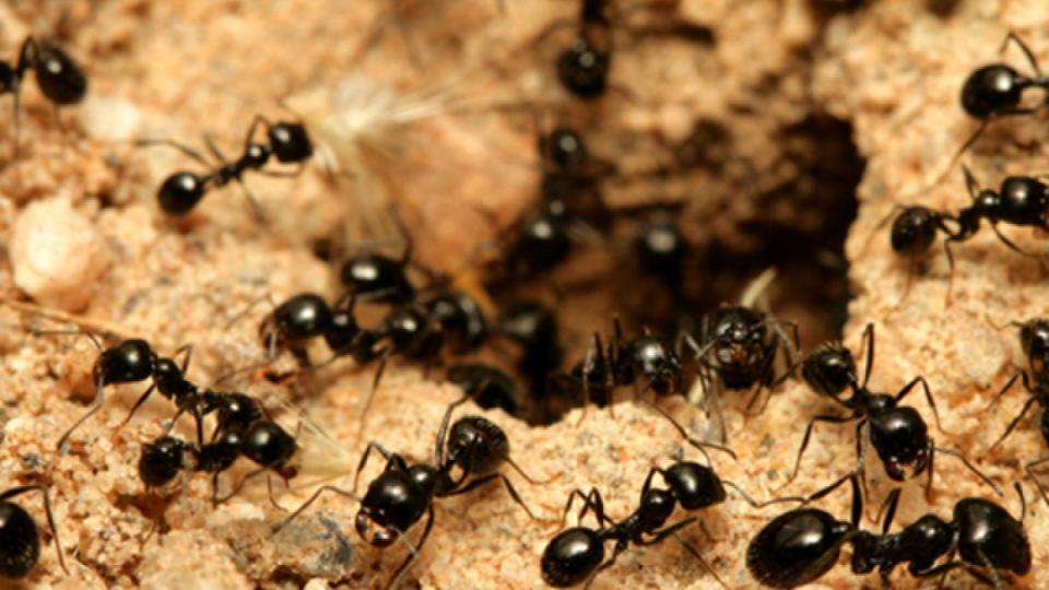 Where To Turn For Summer Pest Control