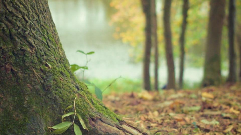 Where to Find Complete Care for Your Trees