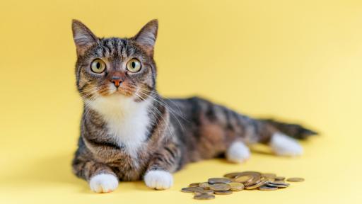 Vet Bills vs. Pet Insurance: Who Comes Out on Top?