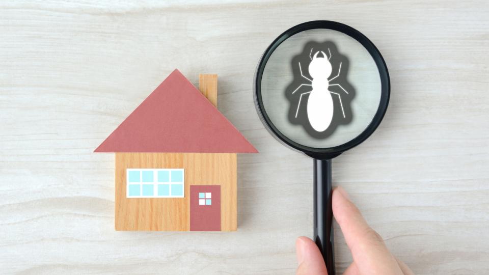 Myths About Termites That Could Cost You Your Home
