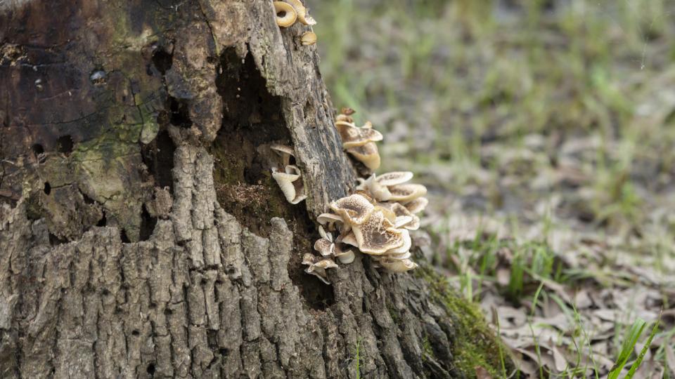 Storm Season Survival: Why Tree Removal Is Your Home’s First Line of Defense