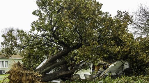 Roots, Rot, and Risks: 5 Signs It’s Time to Remove a Tree