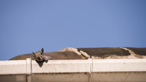 Beyond the Leaves: The Strange World of What Ends Up in Your Gutters