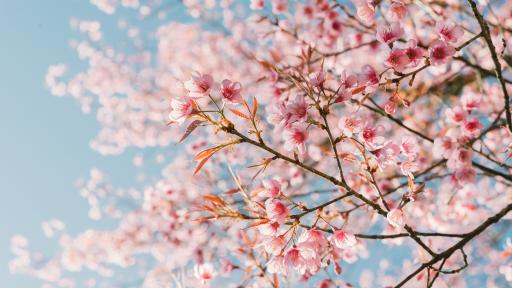 Healthy Trees, Happy Home: A Practical Guide to Seasonal Tree Care