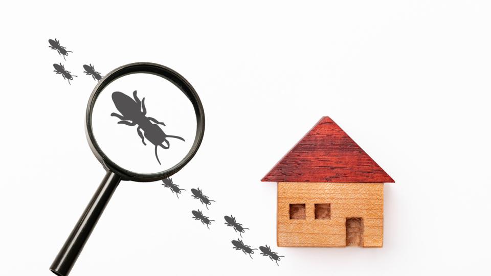 Termite Season: How to Spot Trouble Before It Destroys Your Home