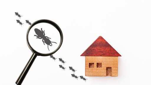 Termite Season: How to Spot Trouble Before It Destroys Your Home
