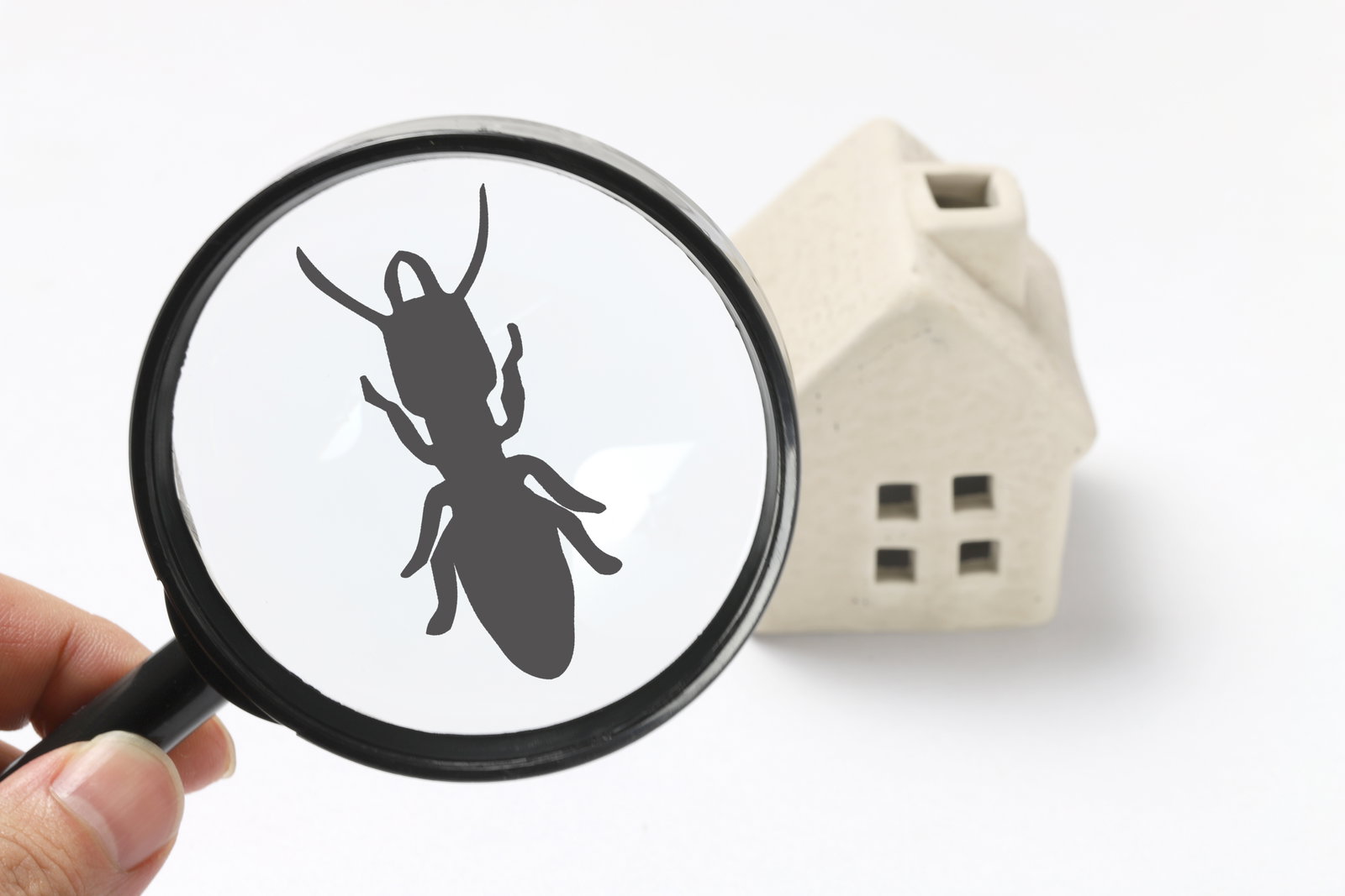 Healthy Home Termite and Pest Control photo