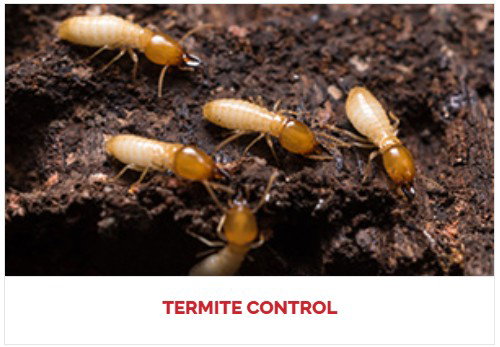 Healthy Home Termite and Pest Control photo