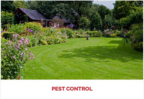 Healthy Home Termite and Pest Control photo