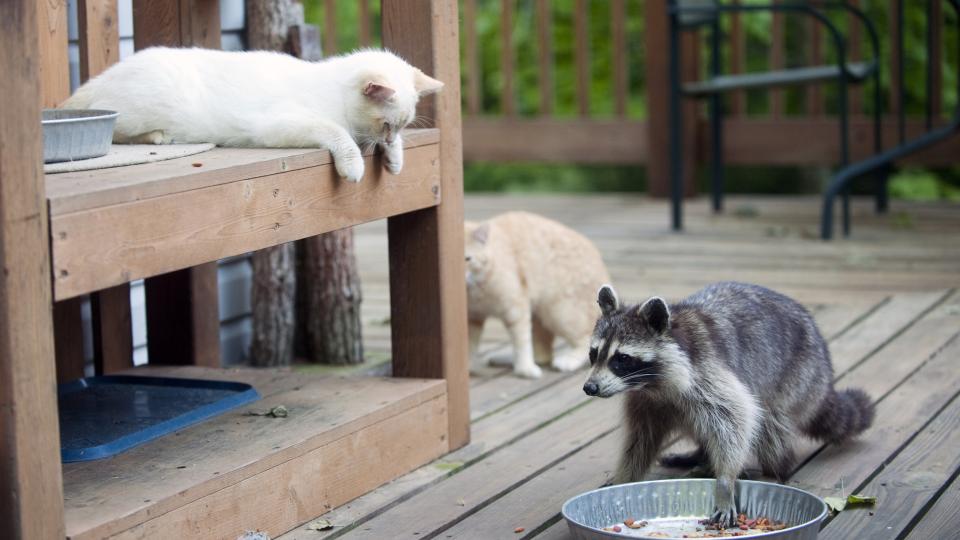 When Your Deck Becomes a Zoo: How to Outsmart Nature’s Uninvited Guests