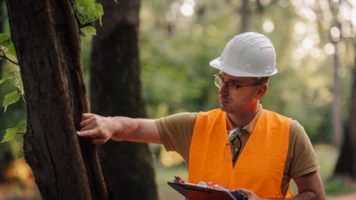 The Smart Homeowner’s Guide to Hiring an Arborist