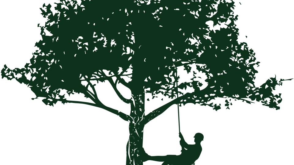 Topping, Trimming, and “Mulch Volcanoes”: Tree Care Myths That Can Cost You