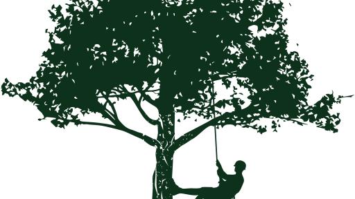 Topping, Trimming, and “Mulch Volcanoes”: Tree Care Myths That Can Cost You