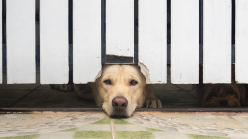 From Playtime to Peace of Mind: The Right Fence for Homes with Children and Pets