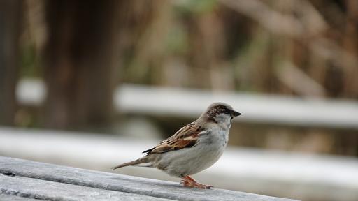 The Science Behind Stepping Outside and Feeling Better