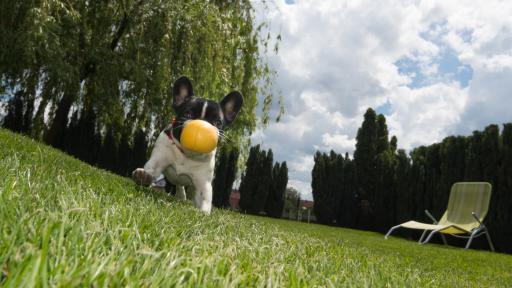 Before You Bury the Wire: Smart Questions About Hidden Fences
